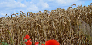 Rekordtermés ide vagy oda – Horvátország továbbra is búzaimportra szorul