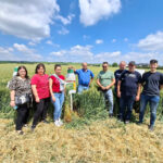 10-11-aratas_gazdakor_syngenta