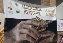 Búza-adományozási ünnep a HMDK Gazdakörének szervezésében Sepsén