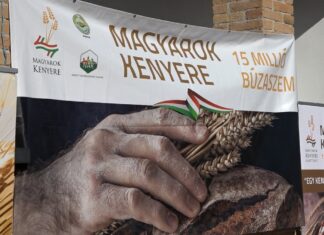Búza-adományozási ünnep a HMDK Gazdakörének szervezésében Sepsén